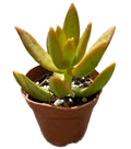 2" Sedum Copper